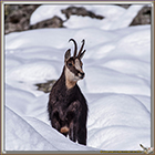 CHAMOIS